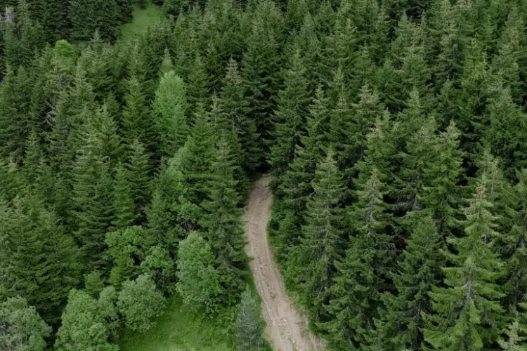 أظهر تحليل حبوب اللقاح والرواسب من بحر النرويج اختفاء الغابات الصنوبرية سريعا (الجزيرة)