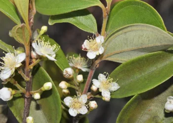 هل يعود نبات الزومبي إلى الحياة؟