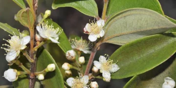 هل يعود نبات الزومبي إلى الحياة؟