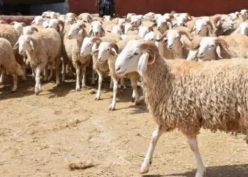 الجزائر تقرر استيراد مليون رأس من الأغنام تحسبا لعيد الأضحى