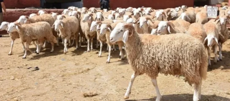 رؤوس أغنام جزائرية (وزارة الفلاحة الجزائرية)