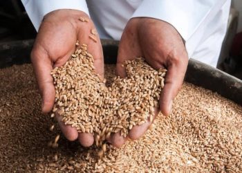 السعودية تطرح أولى مناقصات 2026 لشراء 595 ألف طن من القمح