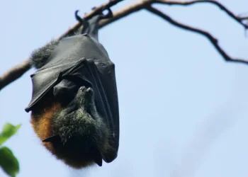 نيباه.. فيروس قاتل بلا لقاح يثير القلق في الهند