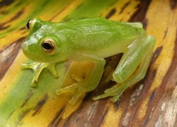 الذكاء الاصطناعي يُحول ضابطاً أمريكياً إلى ضفدع