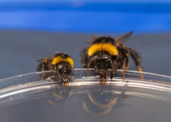 علماء الصين يبرئون ملكات النحل من تهمة الكسل- فيديو