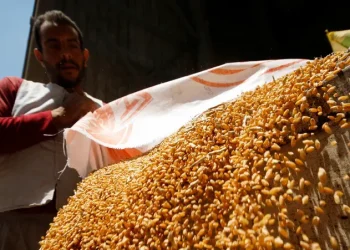 مصر تستهدف إنتاج 10.5-11 مليون طن قمح الموسم الحالي