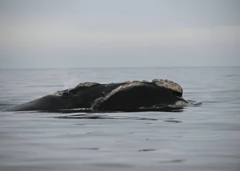 المحيطات امتصت مستويات قياسية من الحرارة عام 2025