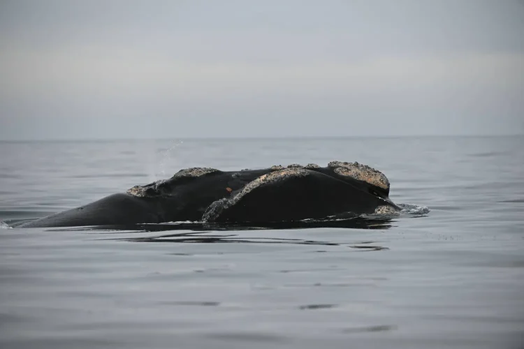 حوت يبحر في المحيط الأطلسي (د.ب.أ)