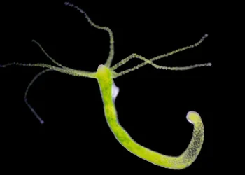 سر الهيدرا.. لماذا لا تصل هذه الكائنات للشيخوخة أبداً؟- فيديو