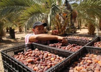 تعرف على حجم إنتاج وأسواق تصدير التمور الفلسطينية