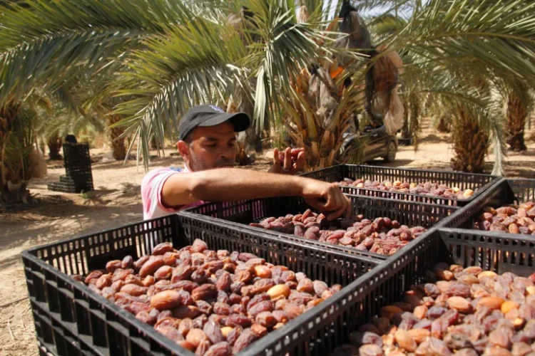 عائدات التمور الفلسطينية تقدر بنحو 70 مليون دولار سنوياً (الجزيرة)