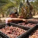 تعرف على حجم إنتاج وأسواق تصدير التمور الفلسطينية
