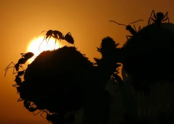عندما فضّلت النملة العدد على الدرع.. وربحت الرهان- فيديو