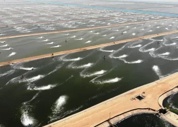 المزارع تسيطر على خريطة إنتاج الأسماك في مصر وإيجار الفدان 80 ألف جنيه