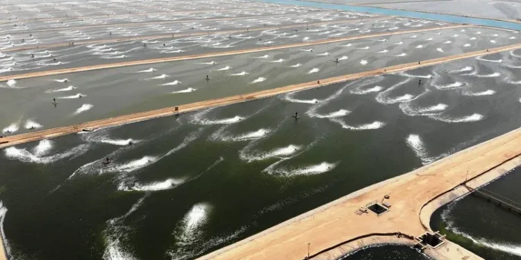 المزارع تسيطر على خريطة إنتاج الأسماك في مصر وإيجار الفدان 80 ألف جنيه