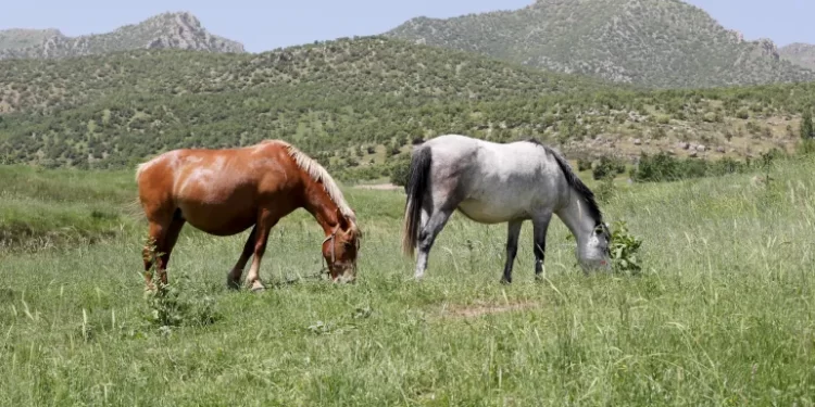 لأول مرة.. مشروع علمي يمنح خيول السباق حق الاختيار