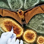 هل يكفي فحص المطارات لإيقاف جائحة فيروس نيباه المحتملة؟