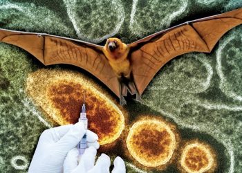 هل يكفي فحص المطارات لإيقاف جائحة فيروس نيباه المحتملة؟