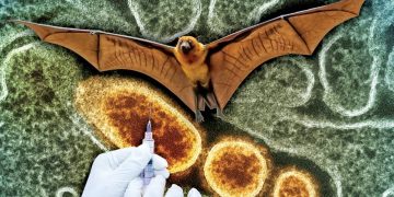 هل يكفي فحص المطارات لإيقاف جائحة فيروس نيباه المحتملة؟