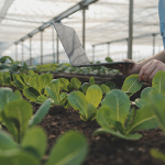 الزراعة.. من الحقول التقليدية إلى المستقبل الرقمي