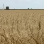 السودان يحصل على منحة من اليابان لدعم زراعة القمح