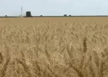 السودان يحصل على منحة من اليابان لدعم زراعة القمح