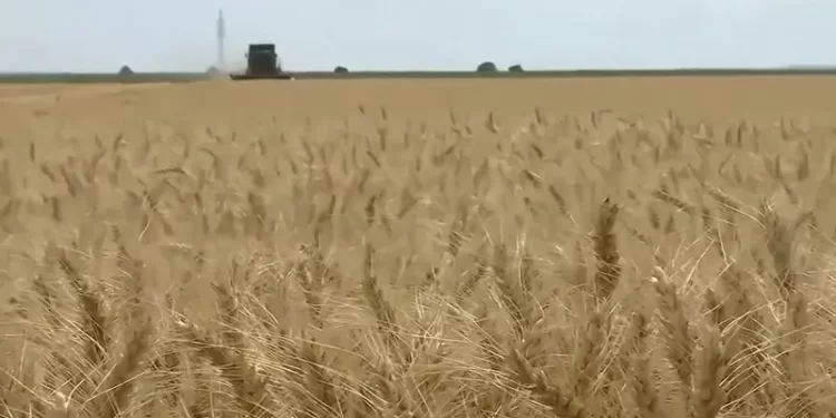 السودان يحصل على منحة من اليابان لدعم زراعة القمح