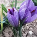 زراعات بديلة في سوريا.. فرص للاستثمار الاقتصادي