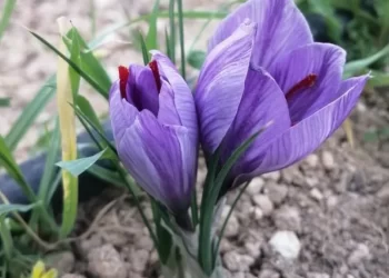 زراعات بديلة في سوريا.. فرص للاستثمار الاقتصادي