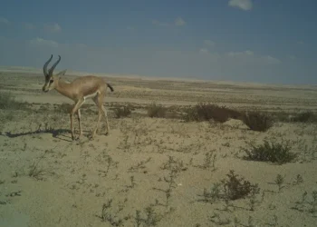 أنواع نادرة وزائر غريب.. كاميرا خفية ترصد حيوانات الصحراء القطرية