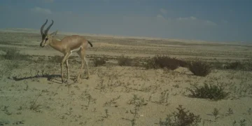 أنواع نادرة وزائر غريب.. كاميرا خفية ترصد حيوانات الصحراء القطرية