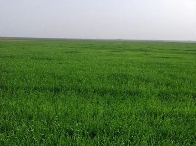 الزراعة في سوريا عام 2026.. التخطيط والأمن الغذائي