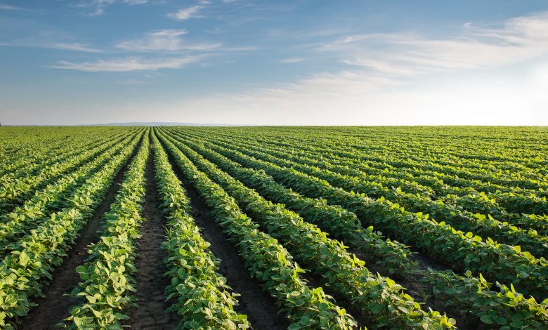 الزراعة السورية في عام 2026.. من موسم مطر إلى اختبار بقاء