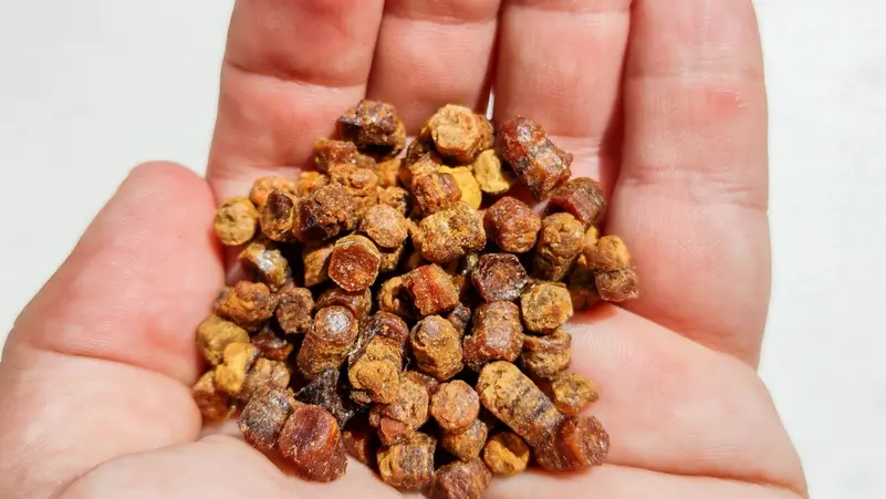 حصوات مرارة الأبقار.. كنز أغلى من الذهب يشعل سوقاً سوداء حول العالم