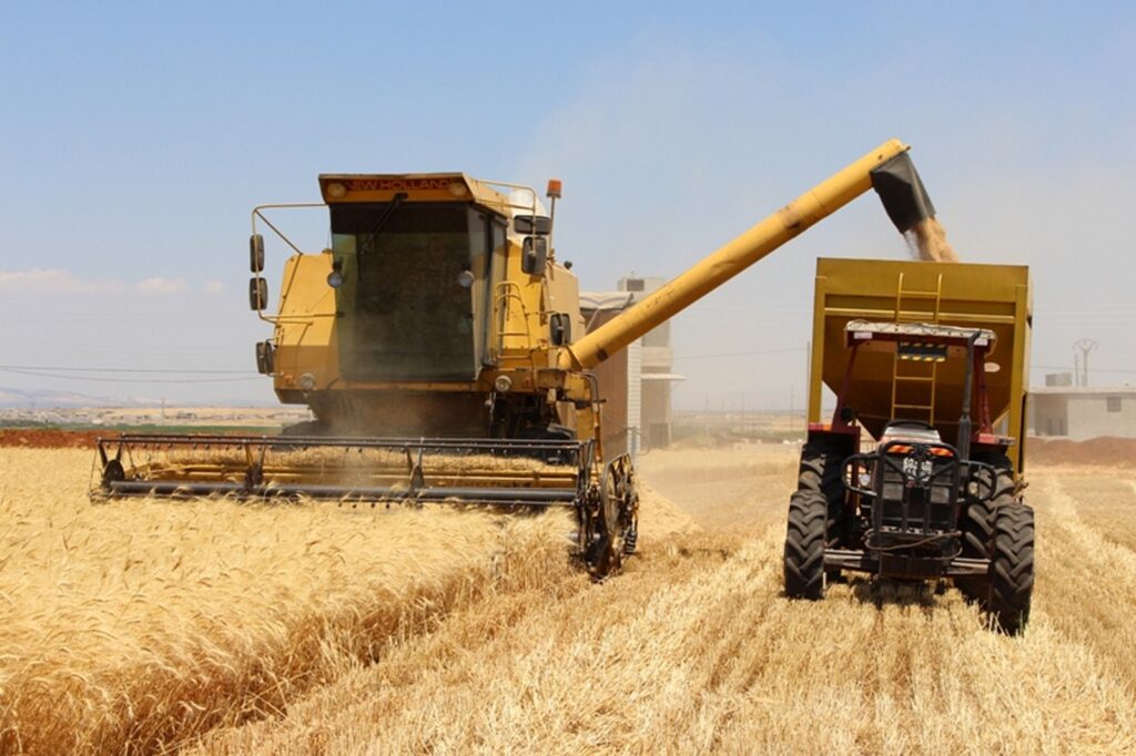 إنتاج القمح قد يصل إلى 2.3 مليون طن.. مؤشرات تعافٍ زراعي تدريجي