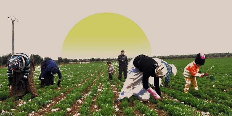 الزراعة والاستثمار الزراعي في سوريا..  من قطاع تقليدي إلى ركيزة استراتيجية للتنمية الاقتصادية