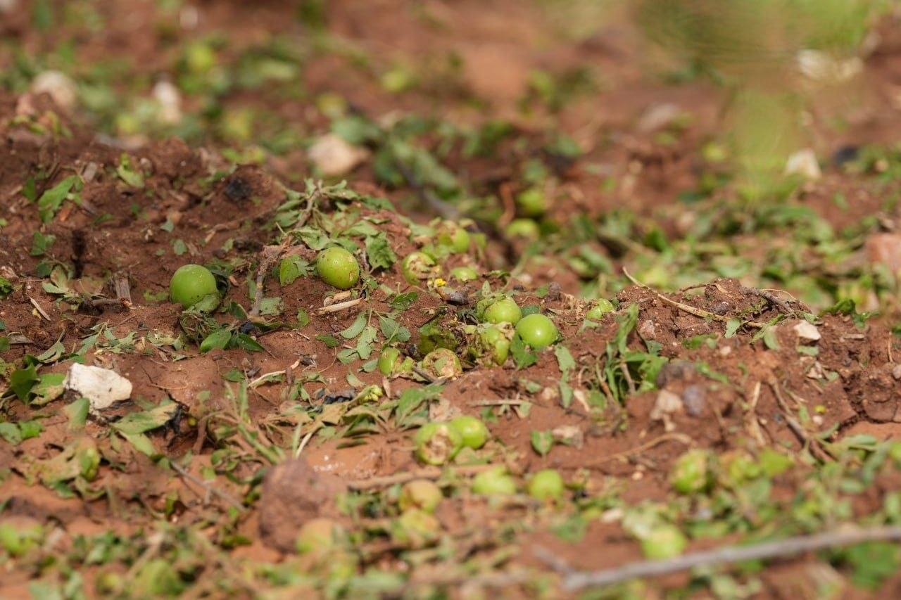 مزارعو درعا: المحاصيل تضررت بنسبة 80% بسبب العاصفة ونناشد الحكومة بصرف تعويضات- صور