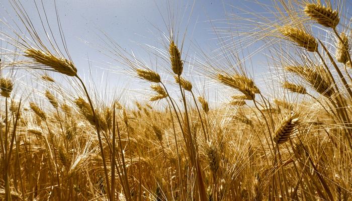 يدعم الإنتاج المحلي ويقلل الاستيراد.. المرسوم 120يستعيد ريادة القمح السوري وثقة فلاحيه