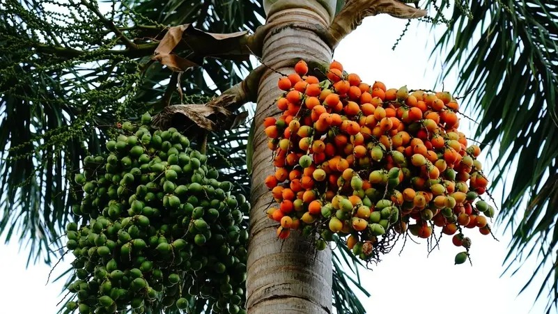 إندونيسيا تسعى لتعزيز دور زيت النخيل في الطاقة الحيوية
