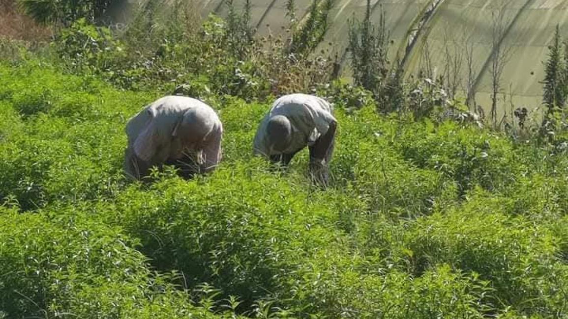 خسائر فادحة لحقول التيزانة في جيجل شرقي الجزائر