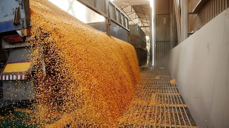 السعودية تطرح مناقصة لاستيراد 535 ألف طن من القمح