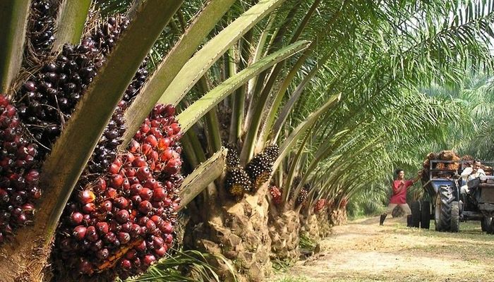 أسعار زيت النخيل تقفز 3% في ماليزيا وسط طلب قوي من الهند